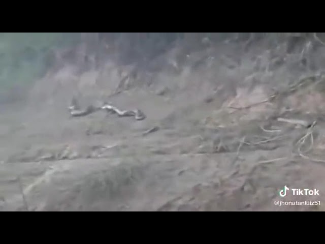 Anaconda found in amazon | Is this real?? #shorts #anaconda #amazon #jungle #forest #python #real