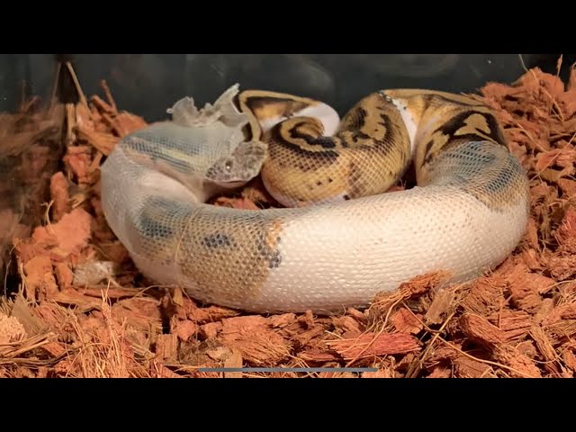 ball python Shedding time lapse