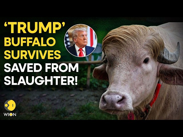 ‘Donald Trump’ Buffalo Saved Minutes Before Eid Sacrifice in Bangladesh | WION Originals