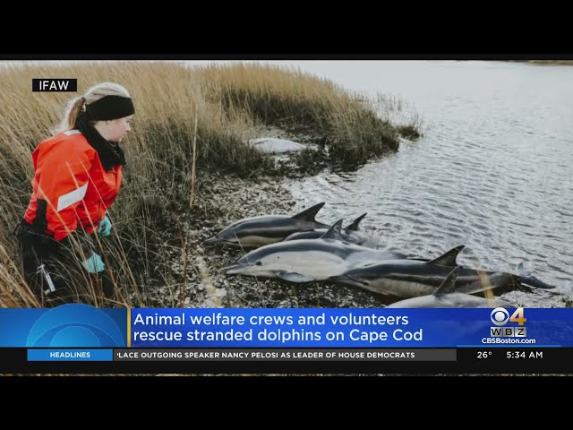 Stranded pod of dolphins rescued on Cape Cod