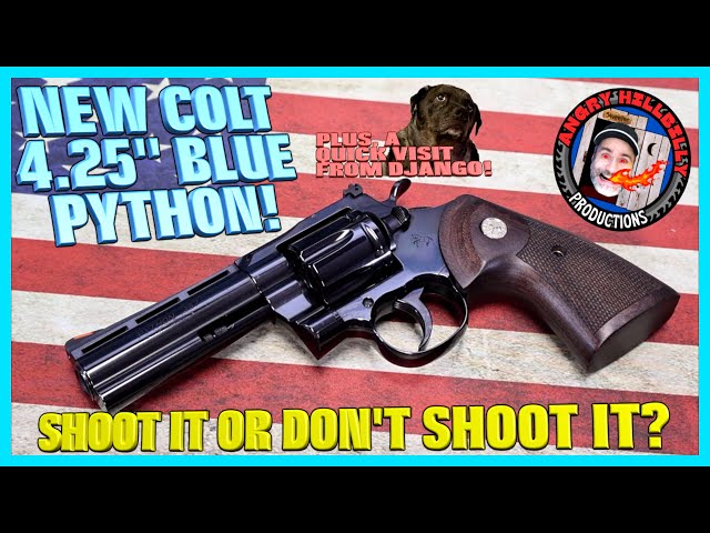 NEW 4.25" Blue Python!..Shoot It or Not?..(Plus, Django the Terrible!)