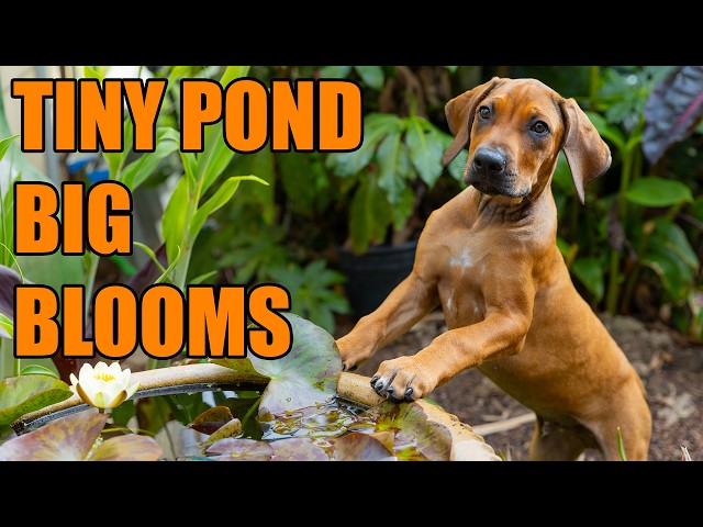 Waterlily repotting care, garden pond setup with Gardener Coo