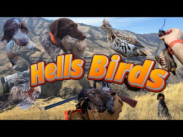 Hells Canyon Hunting All the Birds: Chukar Huns Mountain Quail Valley Quail Blue Grouse RuffedGrouse