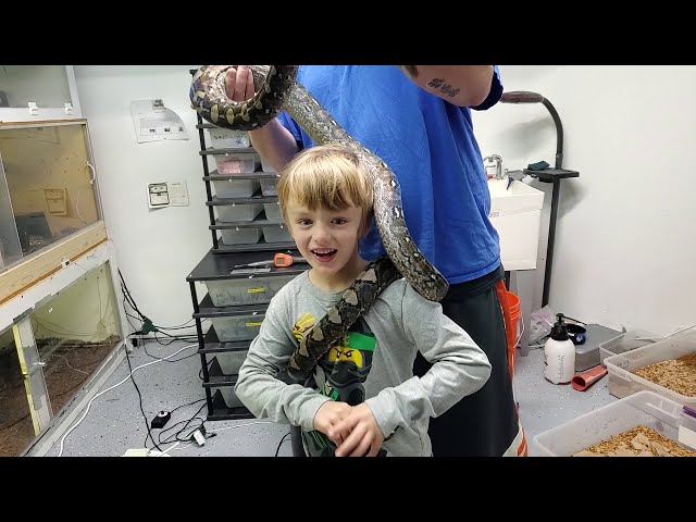 Super Dwarf Reticulated Python all fired up