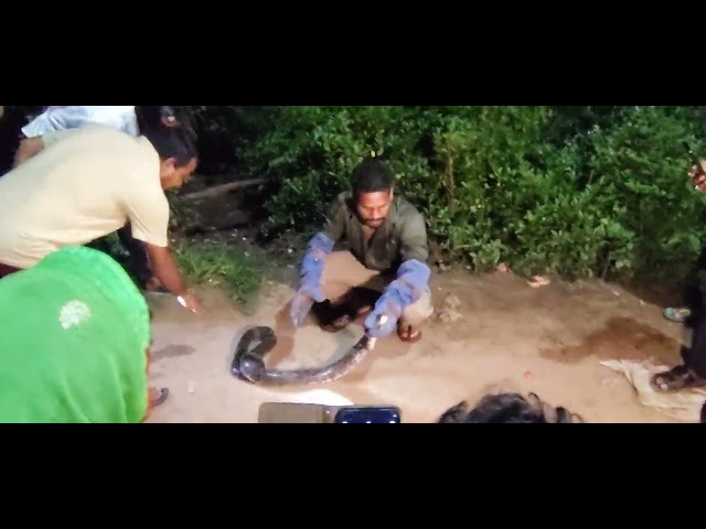 Ajgar INDIAN ROCK PYTHON RESCUE 