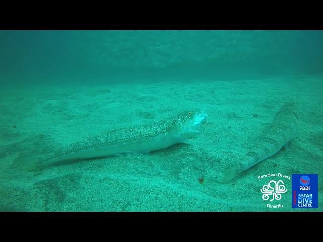 Lizardfish Vs Roncadores..