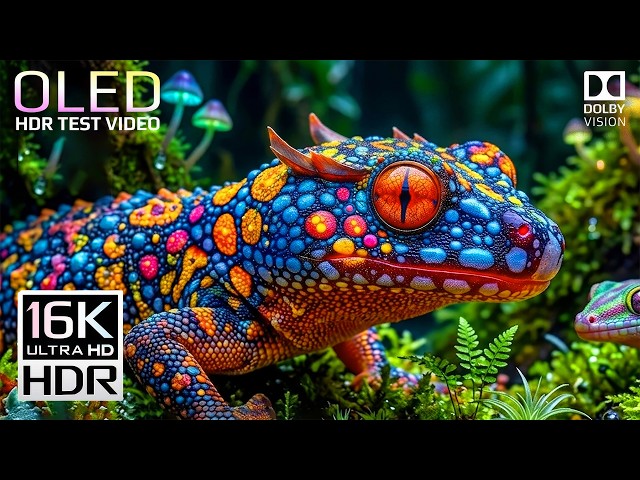 16K VIDEO | OLED TEST | World 16K Videos UltraHD  (240 FPS) | Sony Demo