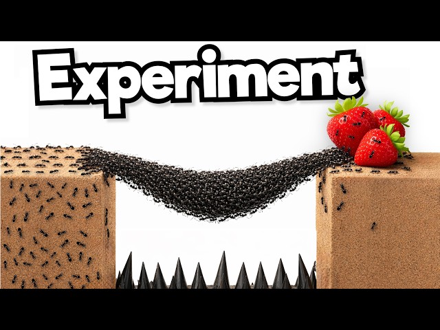 1,000 Ants vs. Obstacles