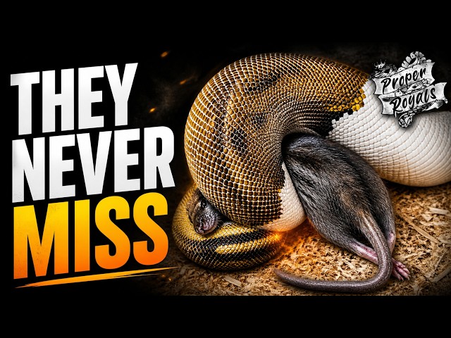 Ball Python Feeding Secrets: Get Consistent Feeding Results Every Time