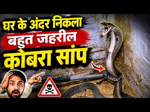 Highly venomous cobra snake found inside the house #rescue #cobra #trending