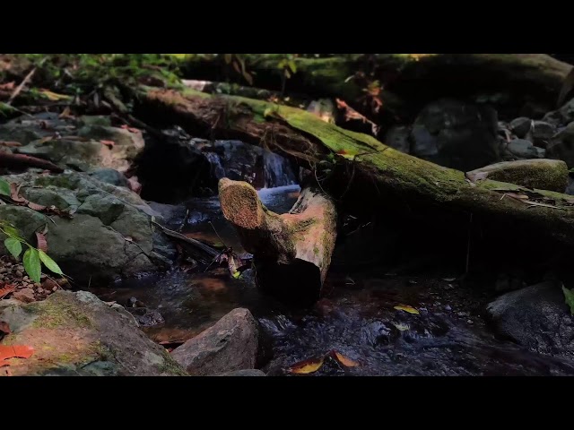 Relaxing Music, Sleep Music, Water Sounds, Meditation Music, Healing Piano for Mindful Rest
