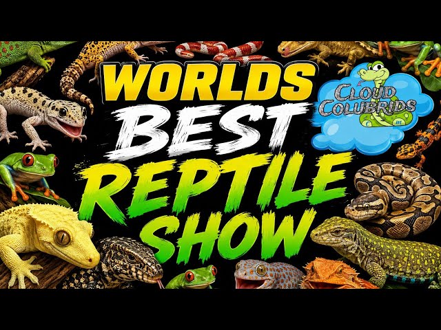 Daytona National Reptile Breeders Expo 2026. Worlds best reptile show part 3