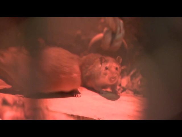'Mutant rats' are a growing problem