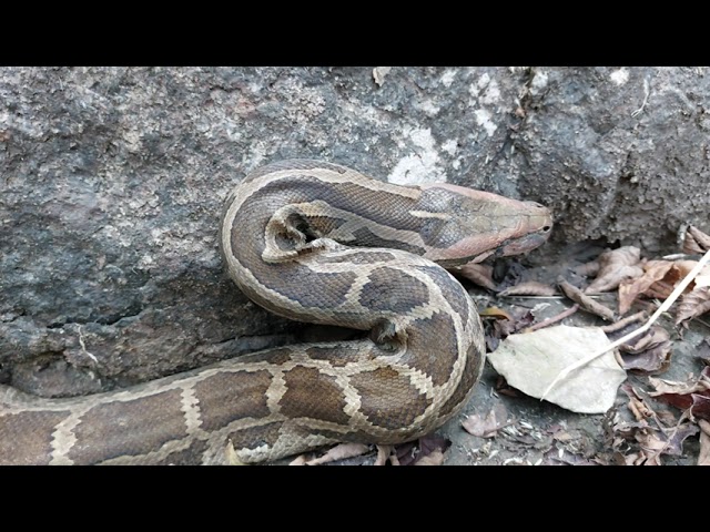 Indian Rock Python