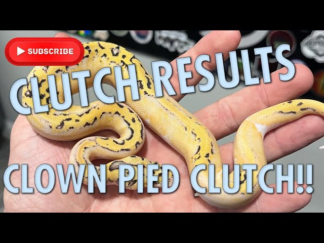 CLOWN PIED CLUTCH RESULTS!!