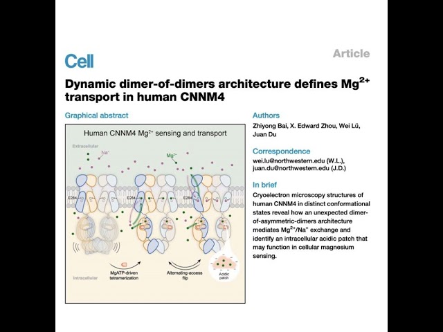 1497-Structural Principles of CNNM4 Magnesium Transport