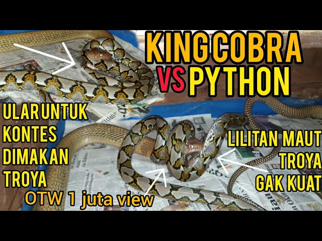 GREAT FIGHT, KING COBRA VS PYTHON