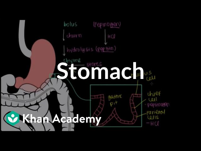 Stomach | Gastrointestinal system physiology | NCLEX-RN | Khan Academy