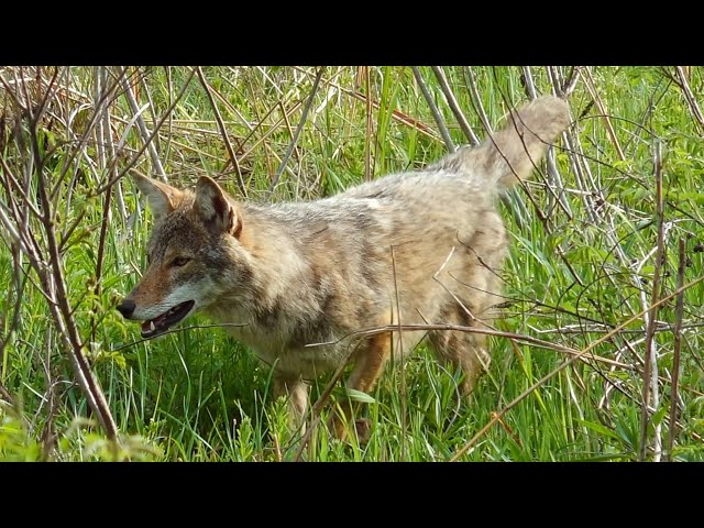 MFK Game Calls - Coyote Hunting in Kansas w/ Joseph Wirth - The Dreaded "Click"! - 4K