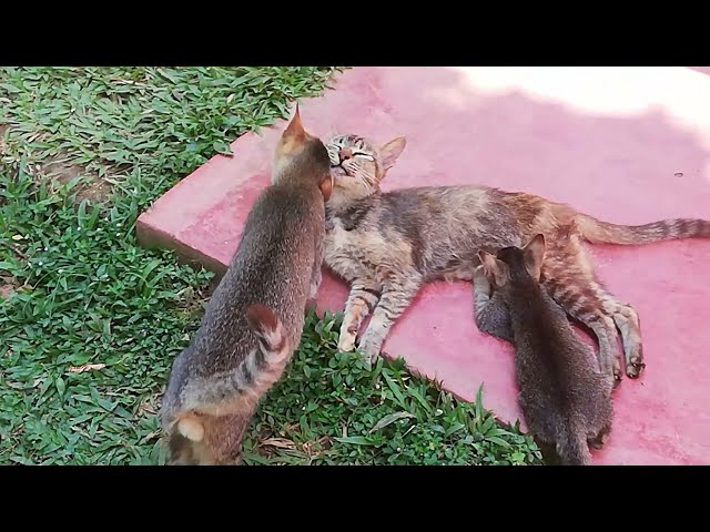 Playing with Cats
