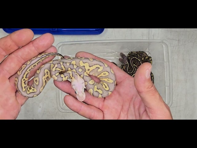 Ball Python Clutch 2026-10 Update 