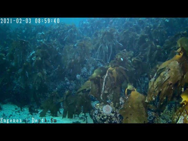 View into the Blue Testing Live Stream