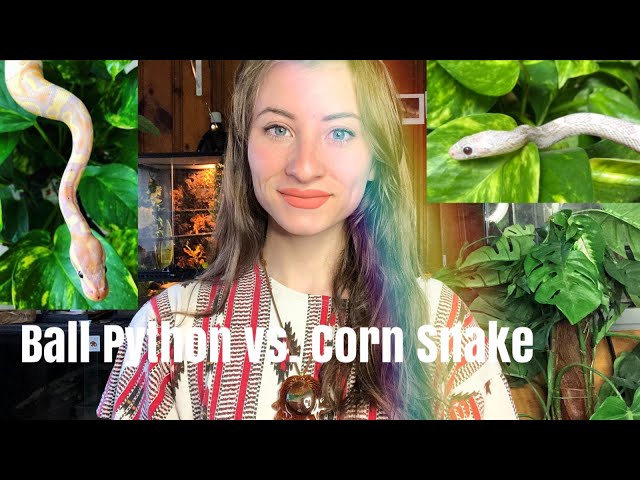 The Best Beginner Snake (Ball Python vs. Corn Snake)