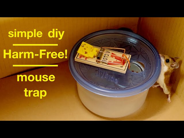Diy Simple Harm-Free Mousetrap ( that works ! )