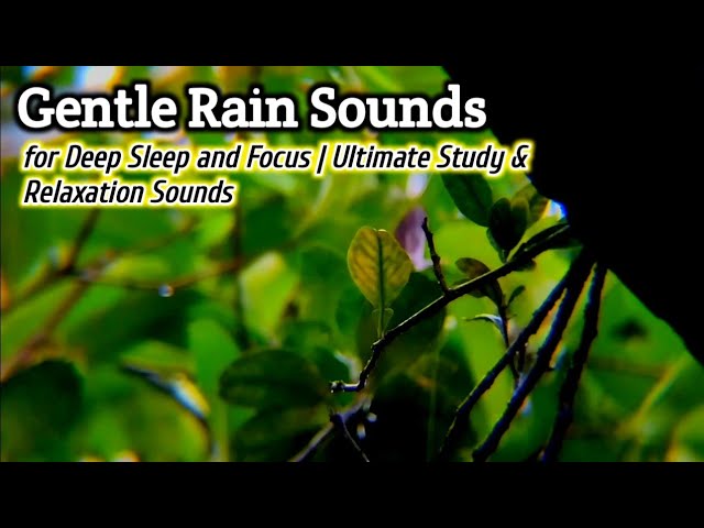 Gentle Rain Sounds for Deep Sleep 🌧️ 1 Hour Ambient Rain