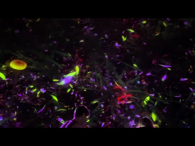 【イマーシブ体験】チームラボプラネッツ東京・豊洲