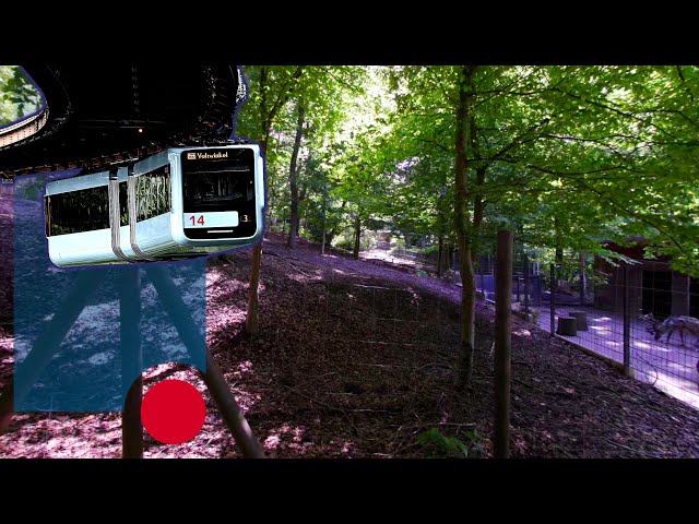 Wuppertal VR (Zoo) - Deer's patch of Forest - VR180 360 3D 3D