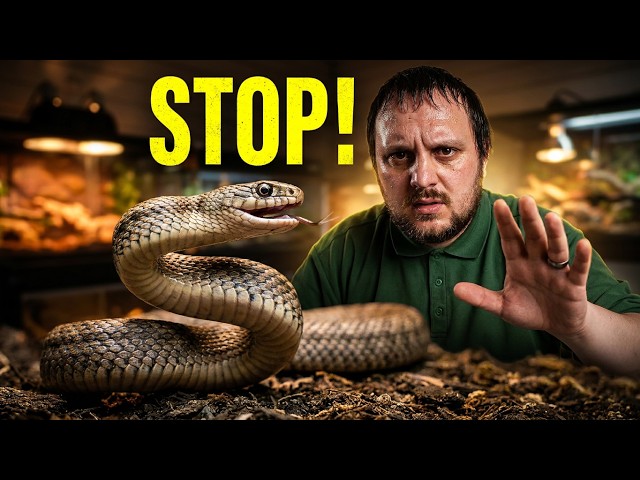 Snake Bites Rarely Come Without Warning