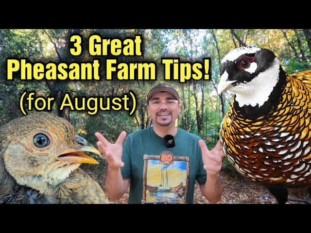 Top 3 Tips for the month of August