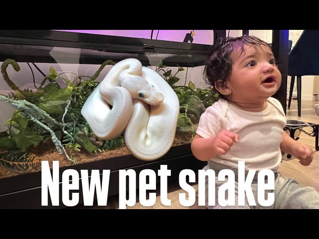 Ball Python Setup | How To Set Up A Ball Python Enclosure On ANY Budget 2026