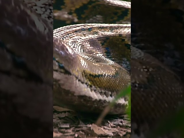 Huge 20’ Reticulated Python in Naples, Florida