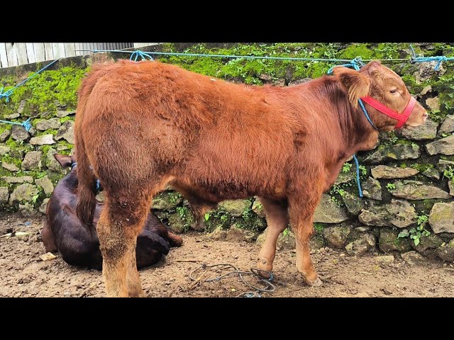 5 juta !! Pedet Super Harga Murah !! Hujan Harga Anjlok !! Pasar Sapi Jatirogo 