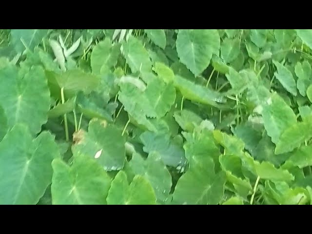 Ghar Ki Organic Sabjiyan 🌿 | Pure Village Vlog Desi Hari Bhari Sabjiyan 🍃 | Nature & Farming Vlog 🌱🥒