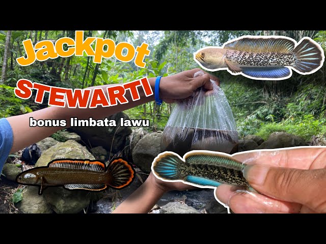 MUSTAHILLL!!!!! Mancing Channa Limbata Malah Dapat Channa STEWARTI😱😱😱😱😱