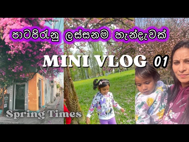 Spring Time / spring ambience ☘️🍀🌷🌹🌸🌸🌞