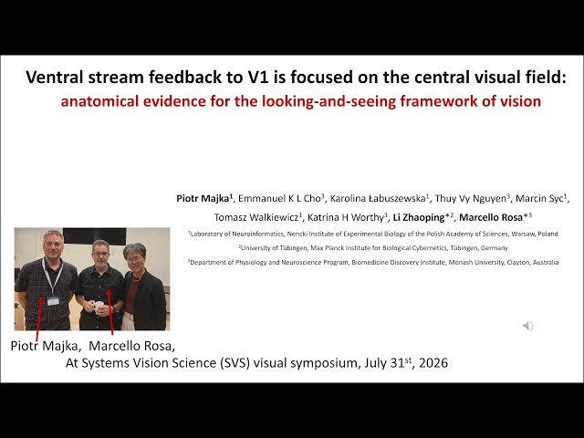Central field  focus of the feedback to the primary visual cortex, and its theoretical background