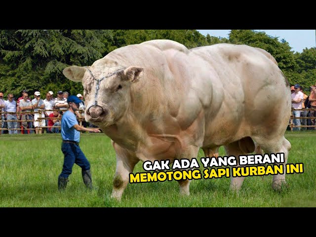 No kidding! These are the 9 largest cows in the world.