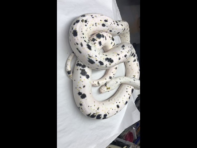 Cow RETIC MAGIC!!