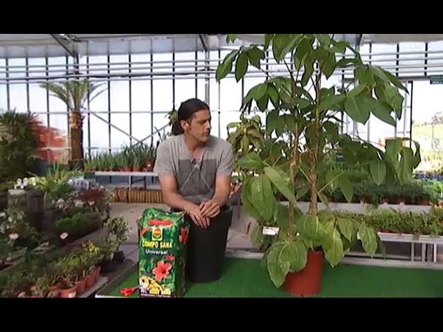 Schefflera Amate - Decogarden
