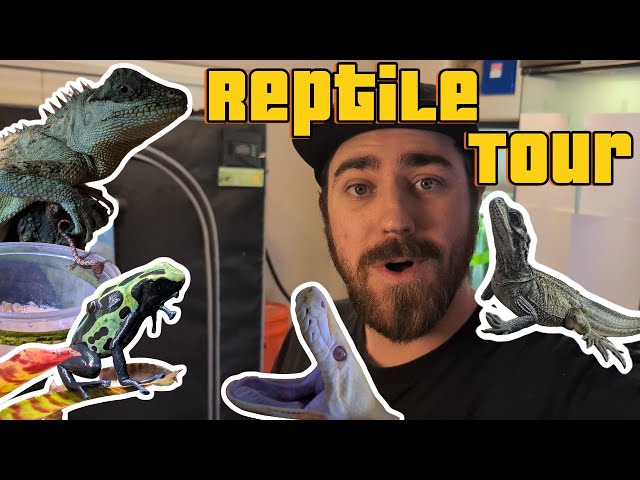 RARE Reptiles Update! New Upgrades & Plans | March 2025