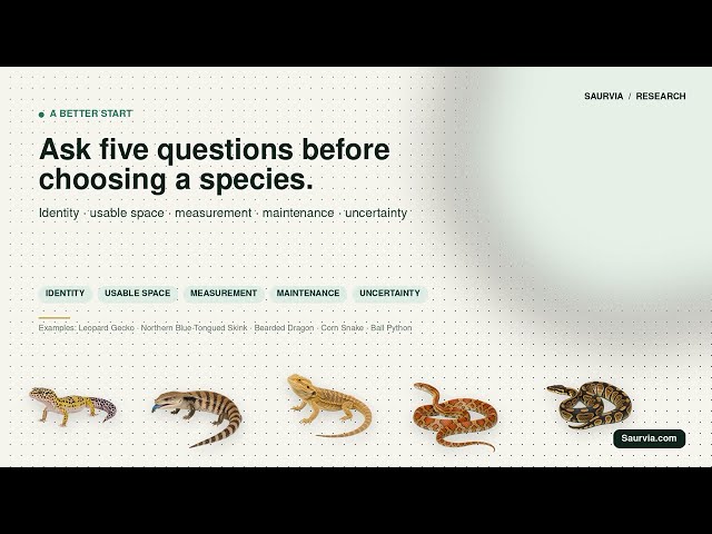 Before You Choose a “Beginner Reptile,” Ask These 5 Questions