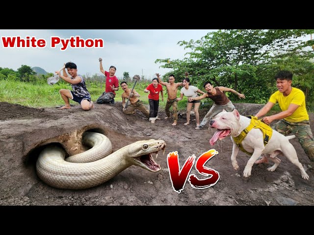 Hunter and Pit Bull Dig Up and Catch a Giant White Python