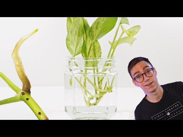 How To Propagate Pothos Cuttings ( 2 BEST Methods)