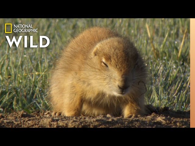 Which Animals Hibernate? | Animal Autofill