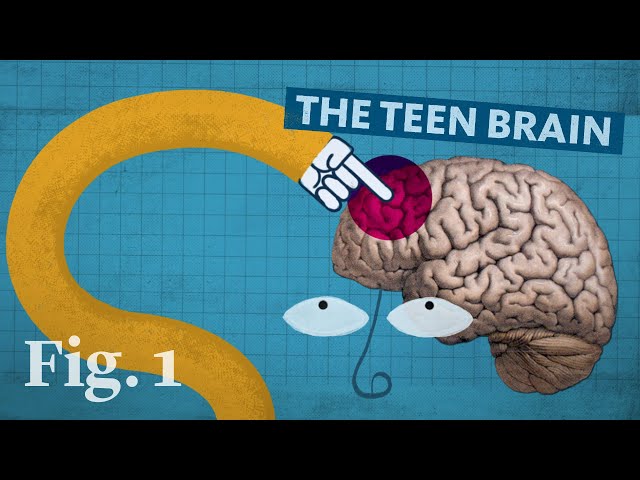 Why the teenage brain has an evolutionary advantage