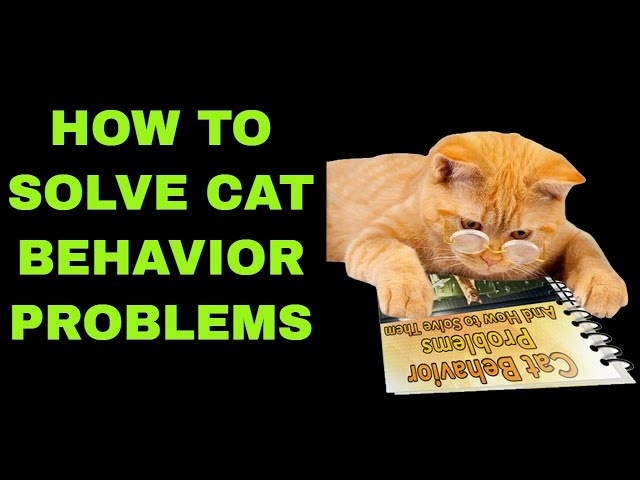 How to Solve Cat Behavior Problems